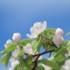 Garten 14.05.2013