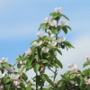 Garten 14.05.2013