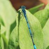 Garten 14.06.2017