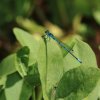 Garten 14.06.2017