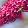 Garten 14.08.2017