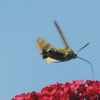 Garten 14.08.2017