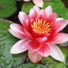Garten 15.06.2015