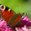 Tagpfauenauge
