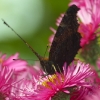 Tagpfauenauge