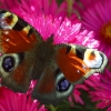Tagpfauenauge