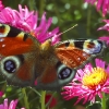 Tagpfauenauge