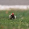 Garten 15.11.2015