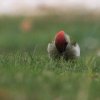Garten 15.11.2015
