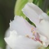 Garten 17.04.2014