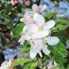 Garten 17.04.2014
