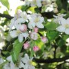 Garten 17.04.2014