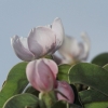 Garten 17.04.2014