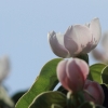 Garten 17.04.2014