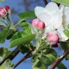Garten 17.04.2014