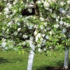 Garten 17.04.2014