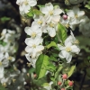 Garten 17.04.2014