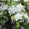 Garten 17.04.2014