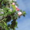 Garten 17.04.2014