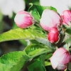 Garten 17.04.2014