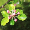 Garten 17.04.2014