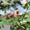 Garten 17.04.2014