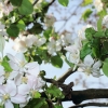 Garten 17.04.2014