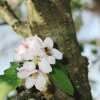 Garten 17.04.2014