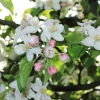 Garten 17.04.2014