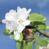 Garten 17.04.2014