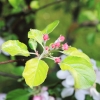 Garten 17.04.2014