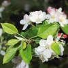 Garten 17.04.2014