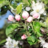 Garten 17.04.2014
