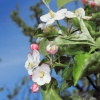 Garten 17.04.2014