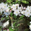 Garten 17.04.2014