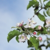 Garten 17.04.2014