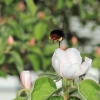 Garten 17.04.2014