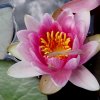 Garten 17.06.2017