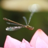 Garten 17.06.2017