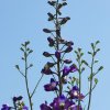 Garten 18.06.2013