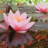 Garten 18.06.2013