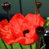 Garten 18.06.2013