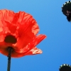 Garten 18.06.2013