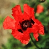 Garten 18.06.2013