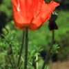 Garten 18.06.2013