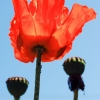 Garten 18.06.2013