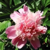 Garten 18.06.2013