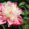Garten 18.06.2013