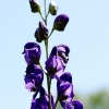 Garten 18.06.2013