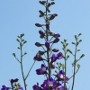 Garten 18.06.2013